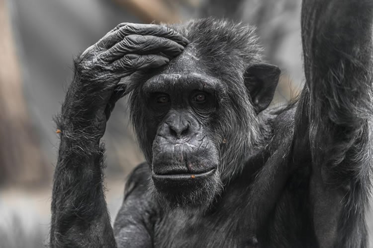 a chimpanzee scratching his head