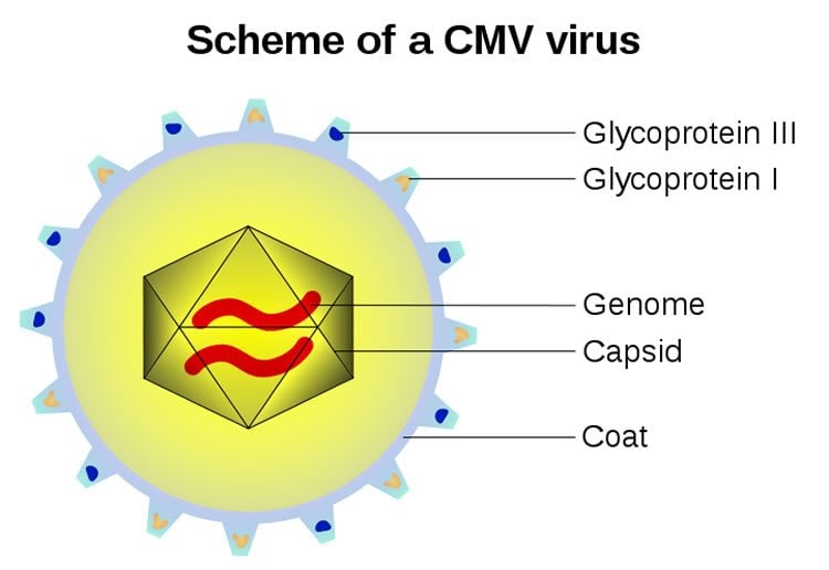 the CMV virus