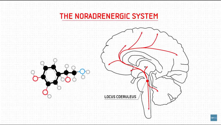 noradrenaline structure and the brain