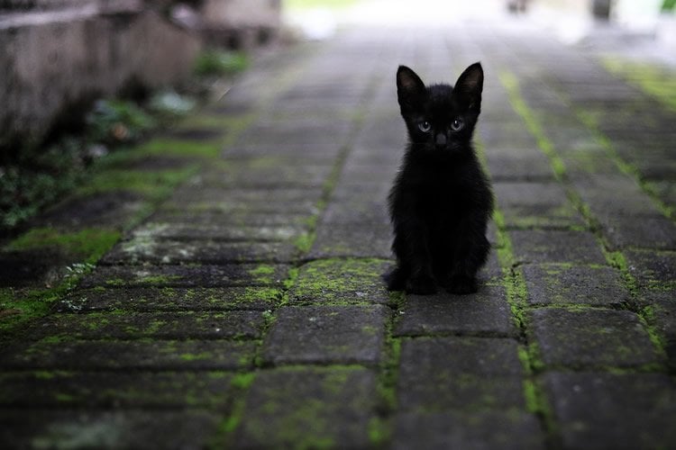 a black kitten sitting on a path