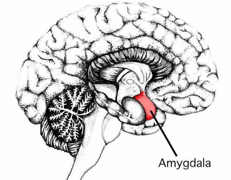 the amygdala
