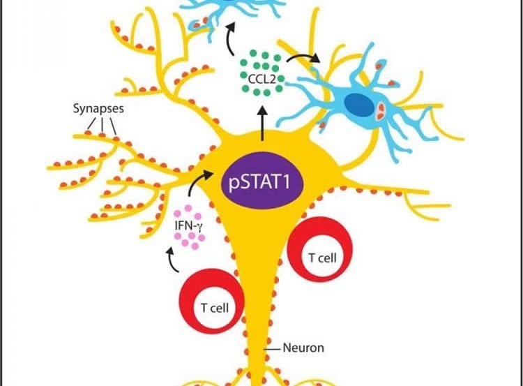 a neuron diagram