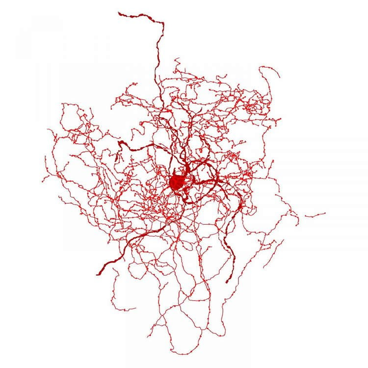 the rosehip neuron