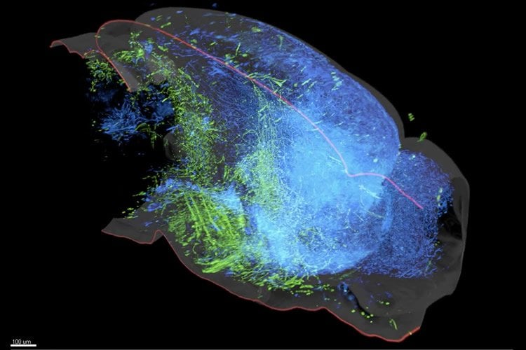 serotonin system