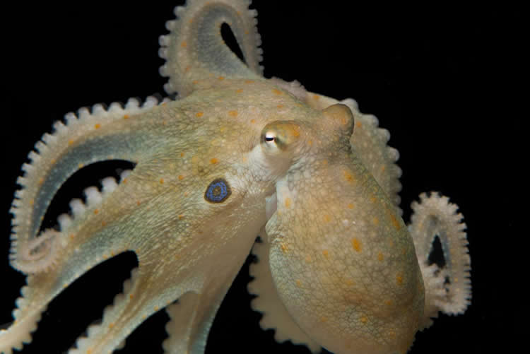 an octopus