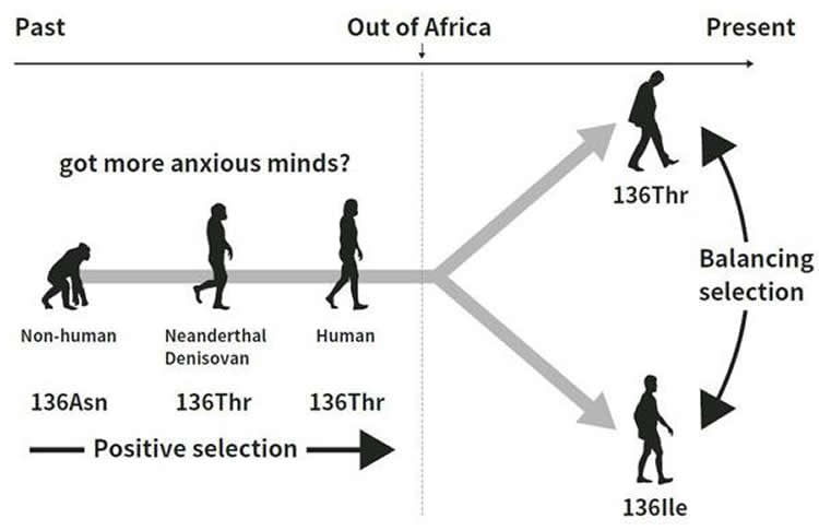 evolution diagram