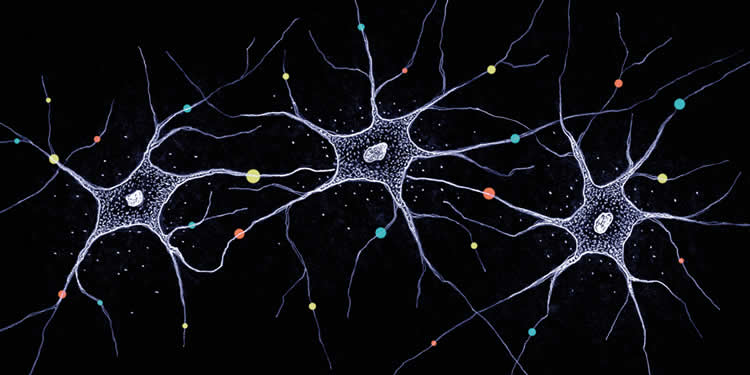 neurons