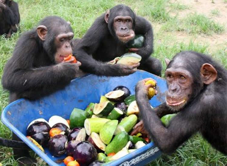 Chimpanzees React Faster to Cooperate than Make Selfish Choices