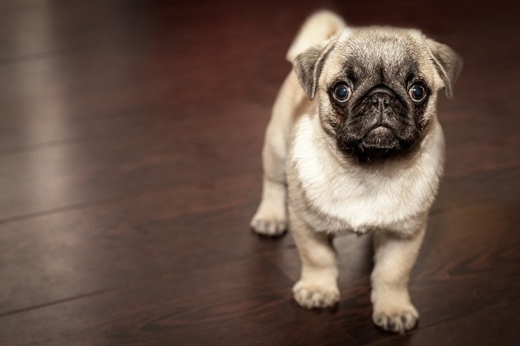 a pug puppy