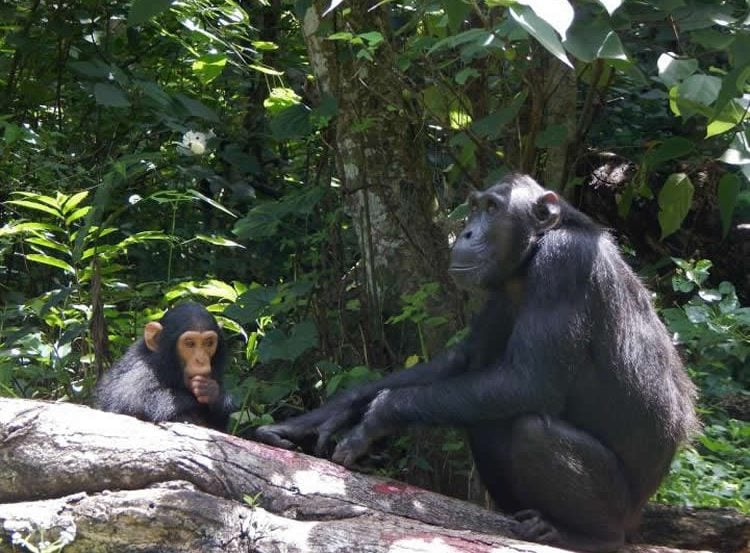 a chimp and her baby
