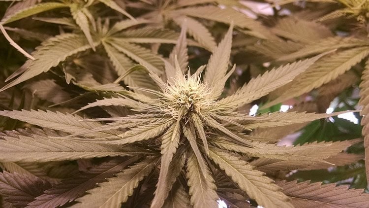 cannabis leaves