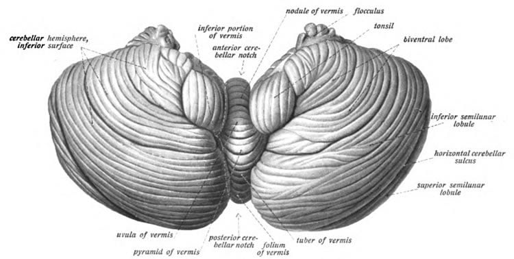 the cerebellum