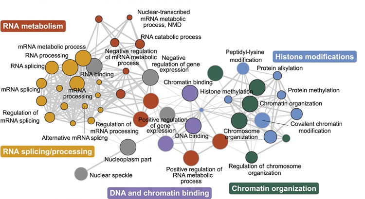 gene network