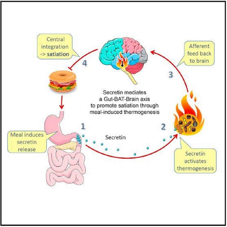 graphical abstract for the study