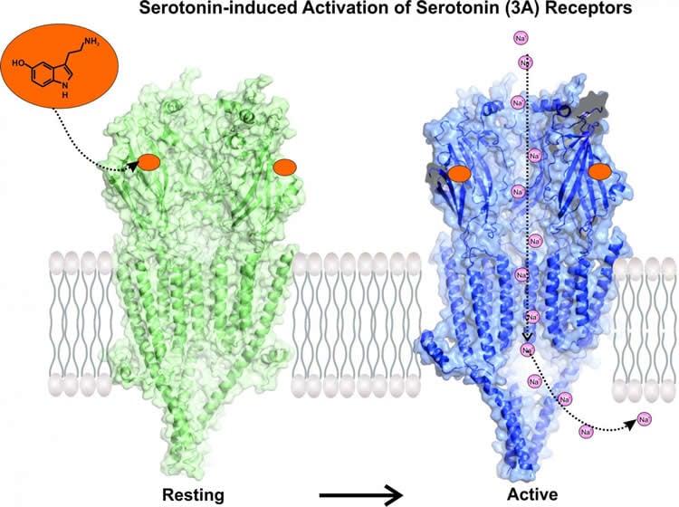 serotonin receptor