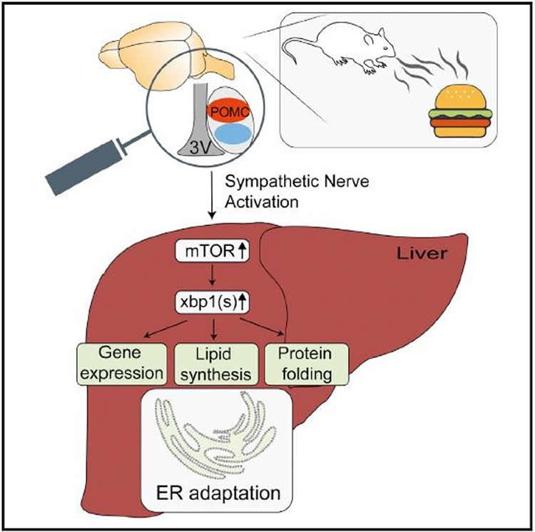 Seeing and Smelling Food Prepares the Liver for Digestion: Mouse