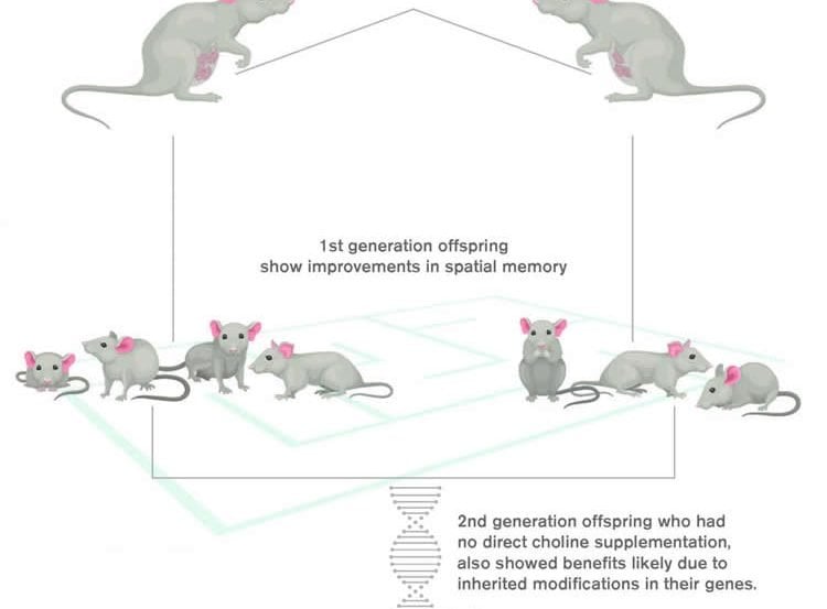 choline mice diagram