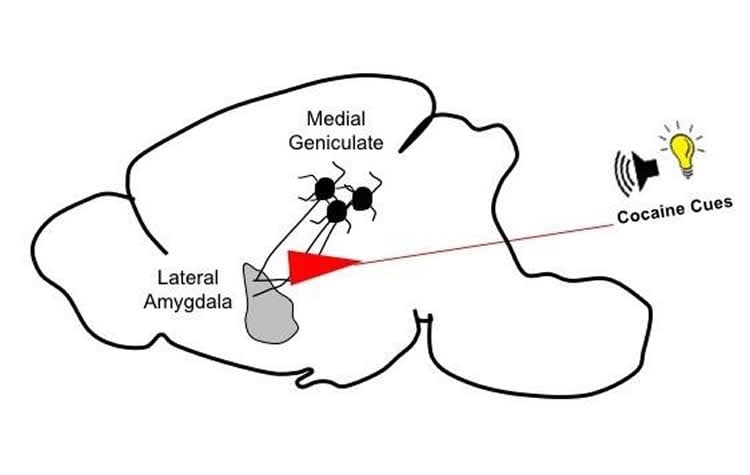 rat brain