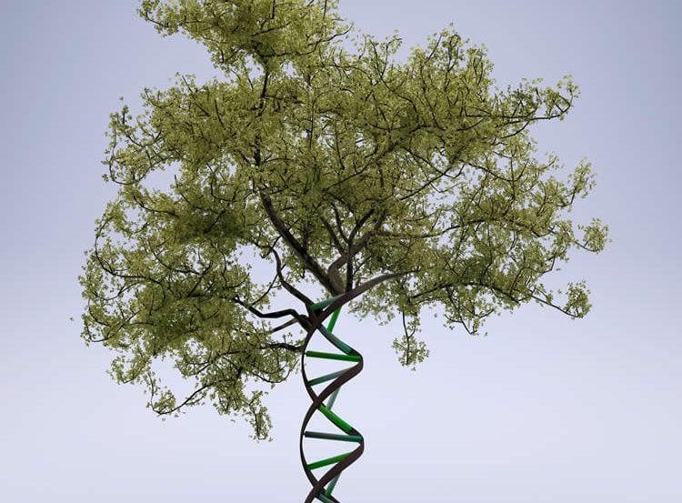 a tree and dna