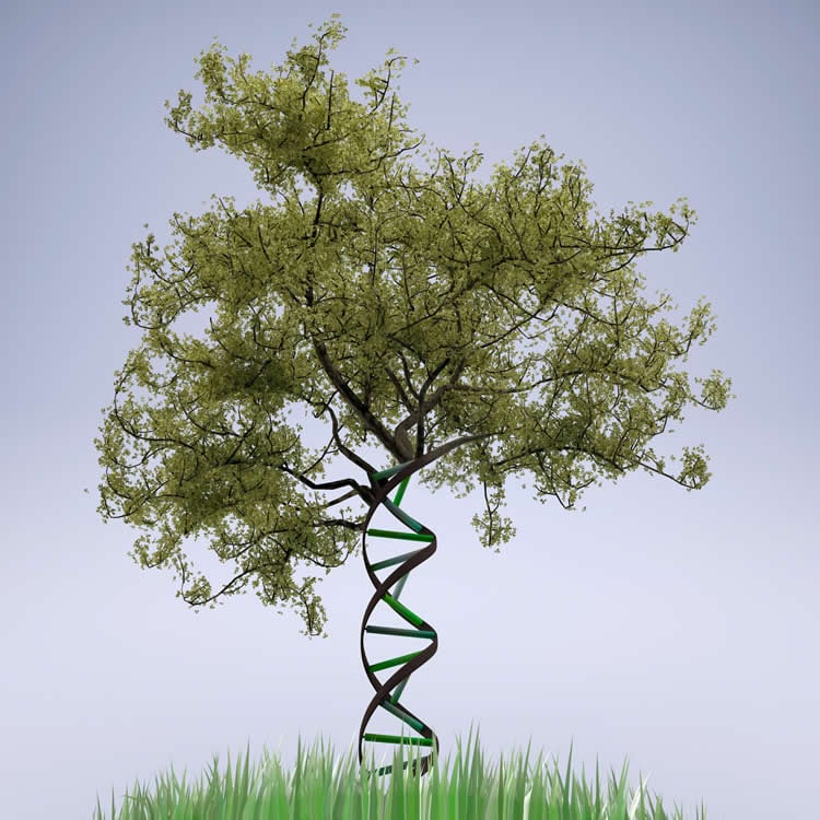 a tree and dna