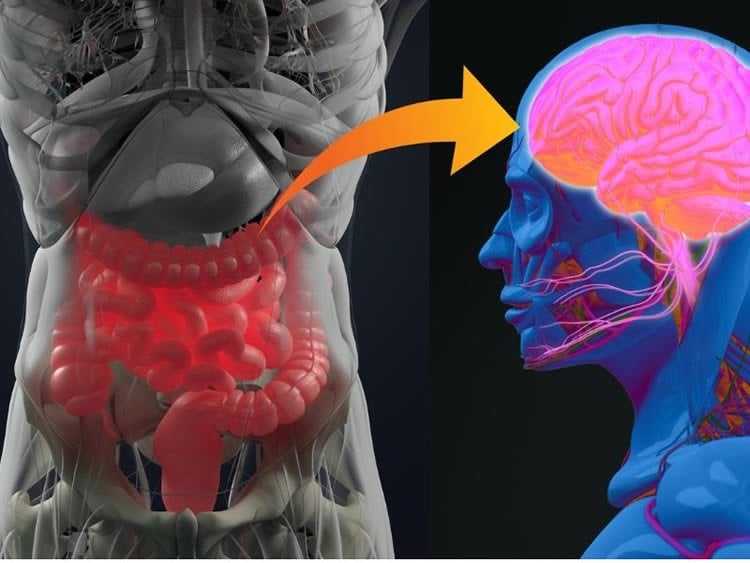 gut and brain