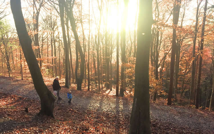 an older adult and child walking in the woods