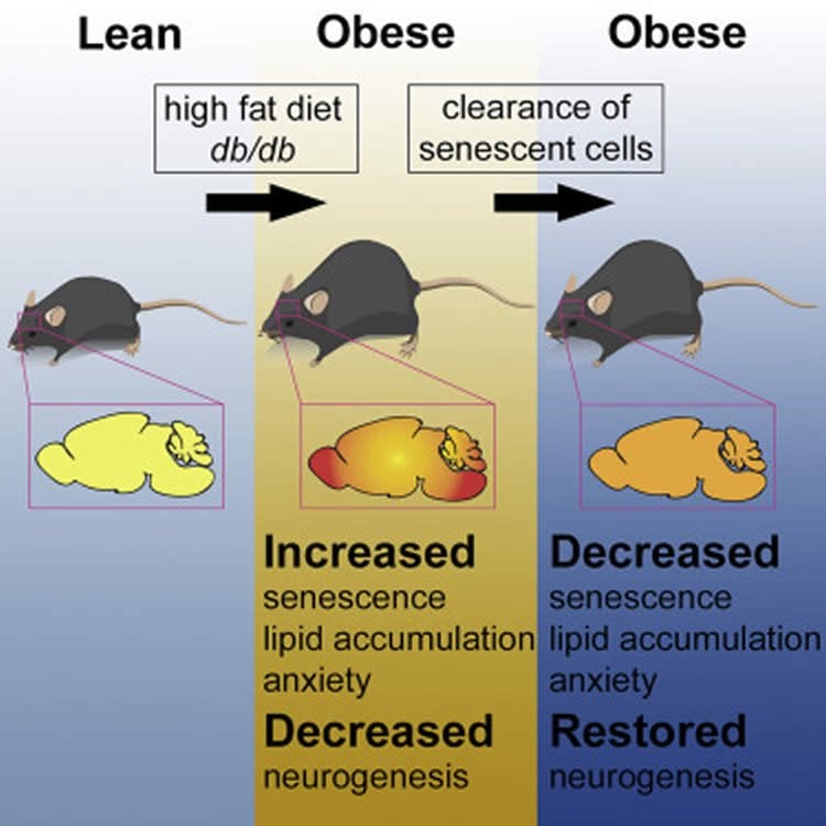 diagram of mice