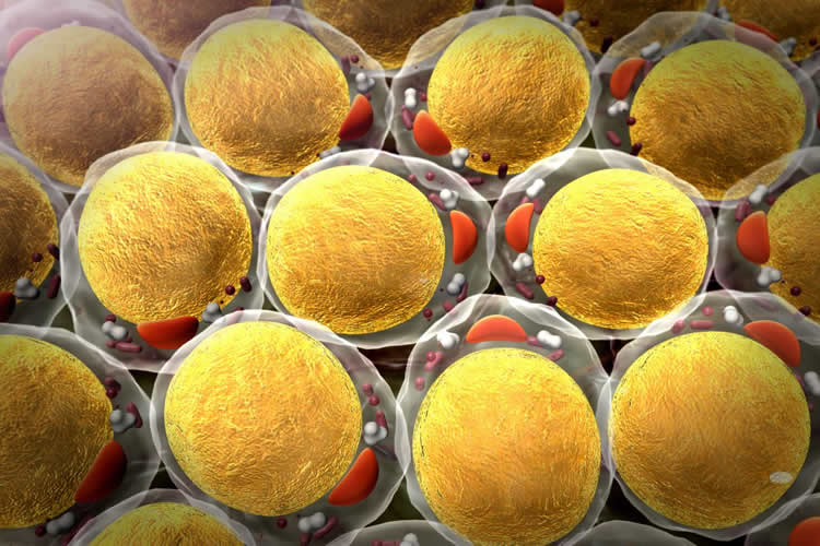 fat cells