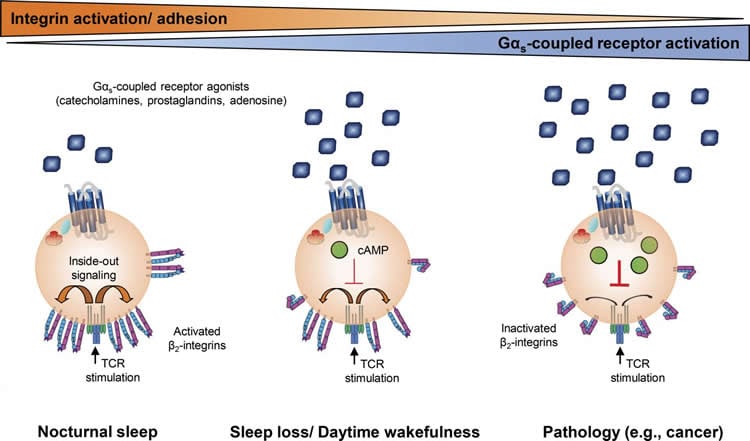 sleep diagram