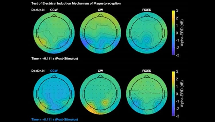 An eeg readout of how the brain responds to the earth's magnetic field