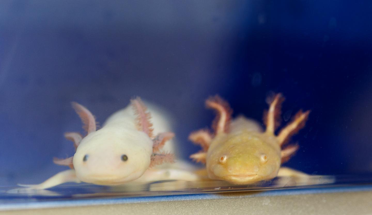 2 Axolotl salamanders are shown.