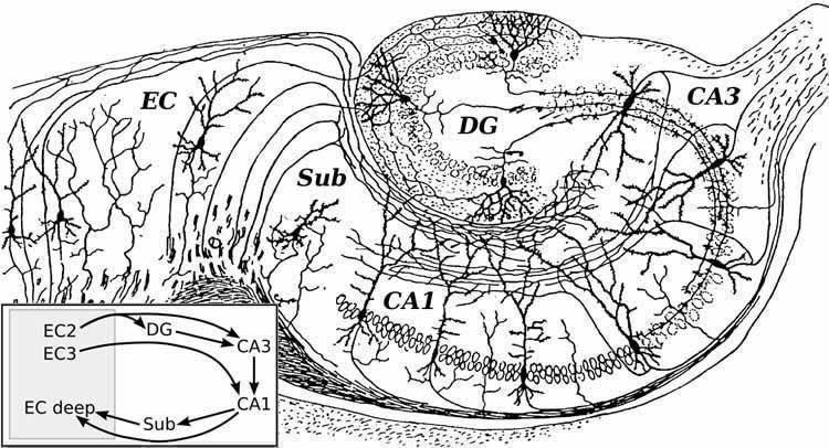 A detailed drawing of the hippocampal formation is shown.