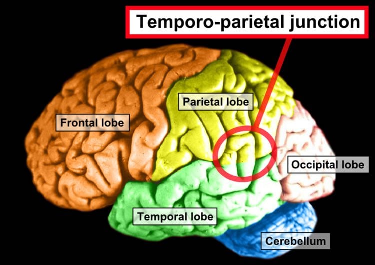 superior temporal sulcus