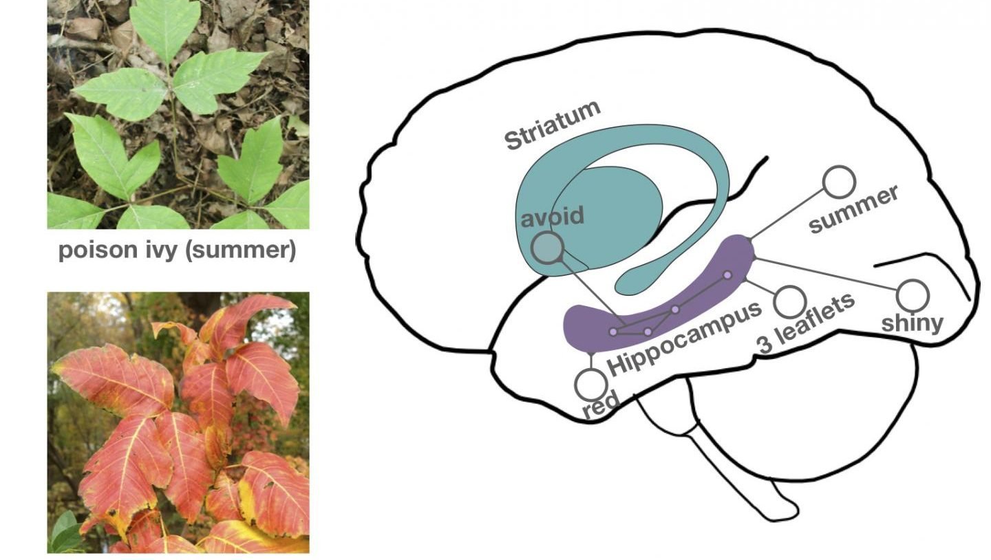 An image of green poison ivy leaves with "summer" under the image is positioned above an image of red and orange poison ivy leaves with "fall and spring" under it. Both of these images are to the left of a graphic of a brain with the striatum and hippocampus drawn in and labeled. Areas are labeled with the words avoid, red, leaflets, shiny, and summer on the graphic.