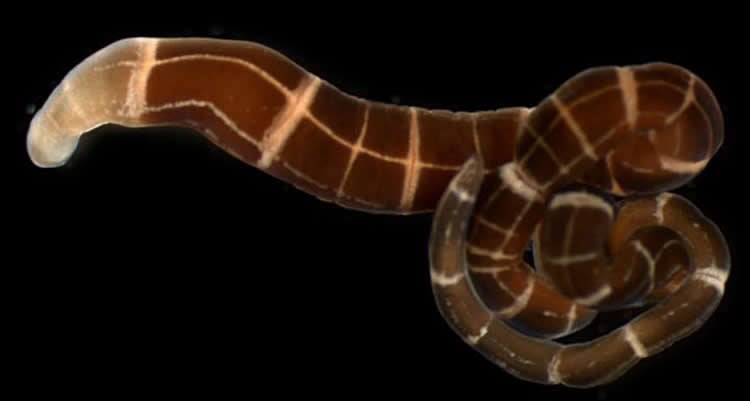 A worm is shown coiled up.