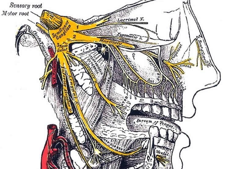 This image shows the location of the trigeminal nerve.