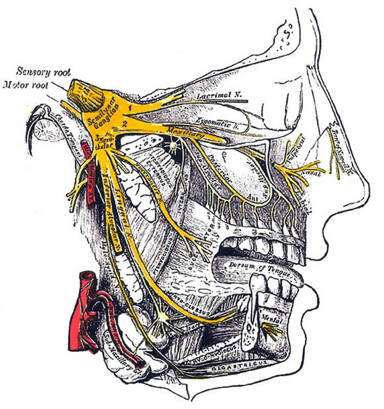 This image shows the location of the trigeminal nerve.