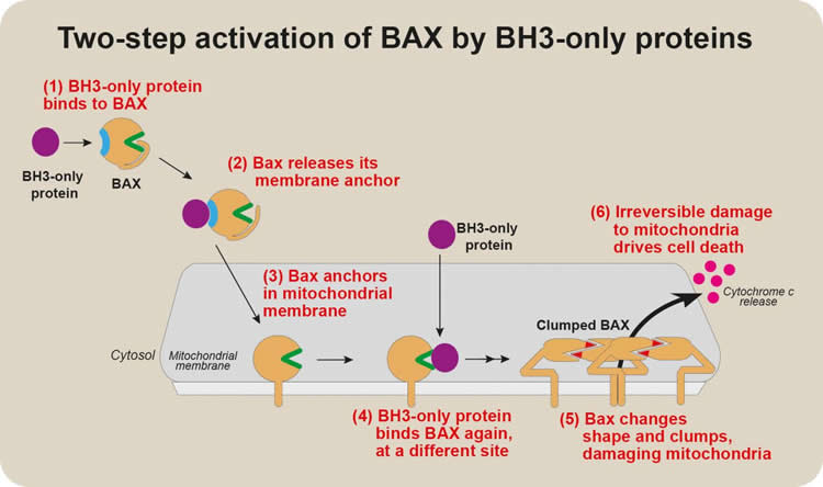 This flow chart shows how BH3-only binds with BAX in apoptosis