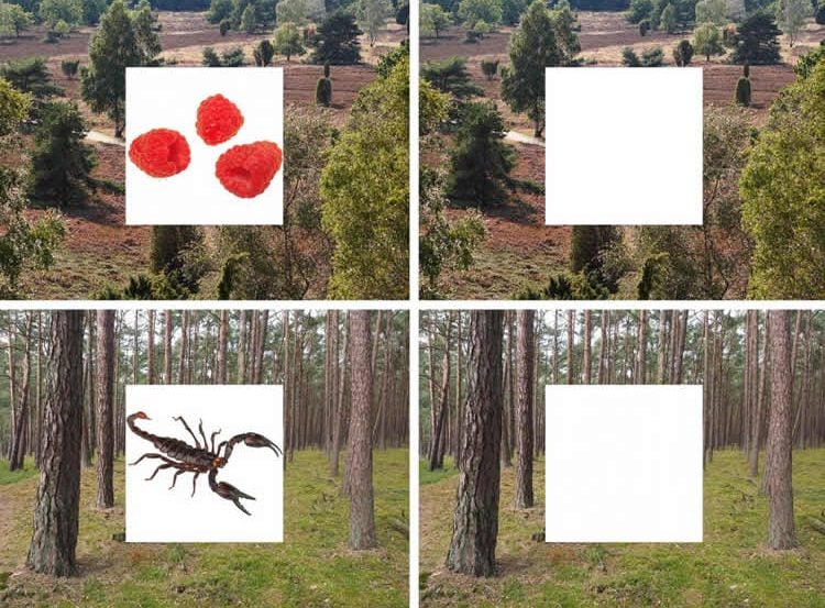 This shows a picture of a raspberry and scorpion