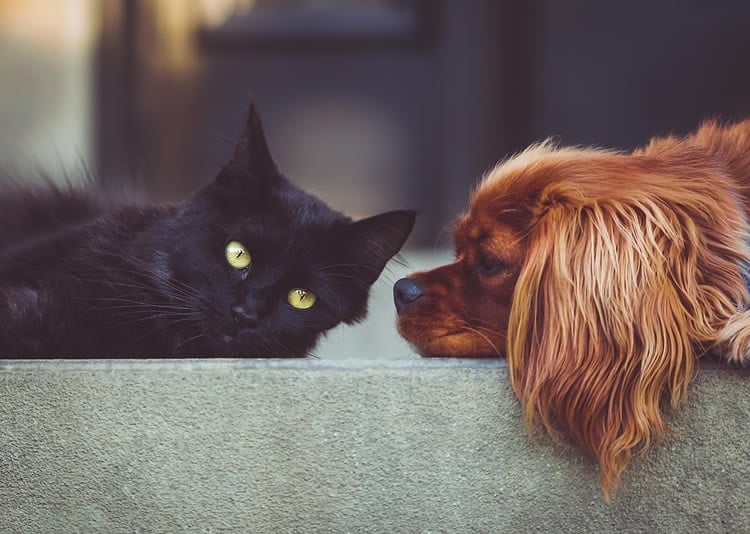 This shows a black cat laying next to a cute puppy