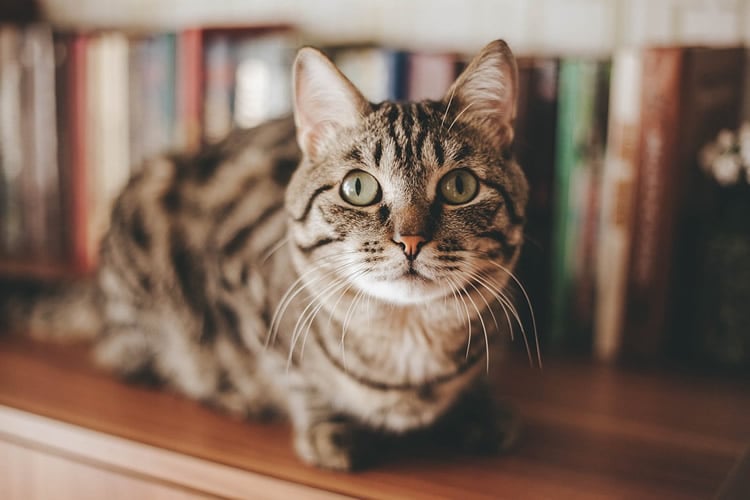 This is a cat sitting on a book shelf