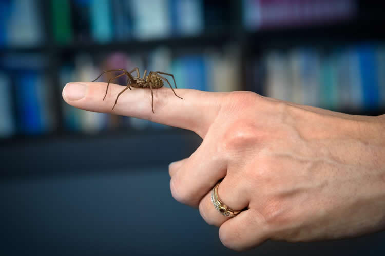 This shows a spider crawling on a person's hand