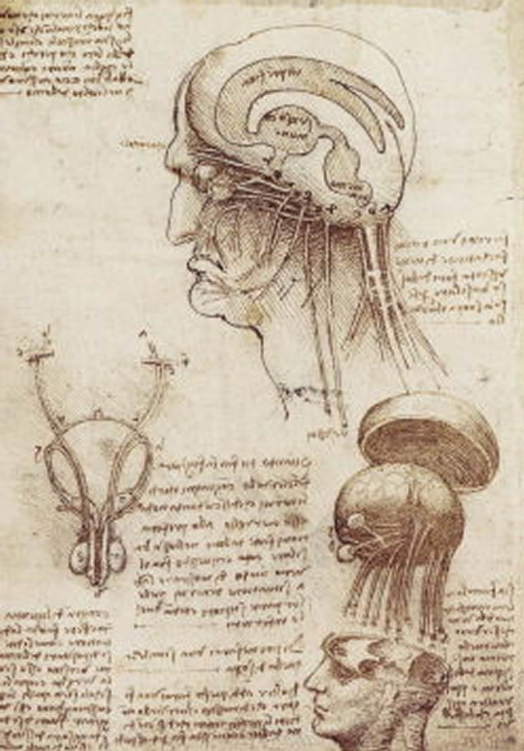 This is da Vinci's anatomy of the brain sketch
