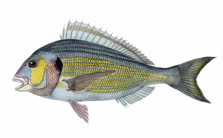 This is a drawing of a gilt head bream