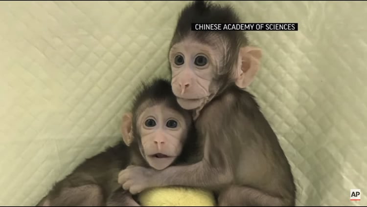 These are two of the baby clone monkeys.