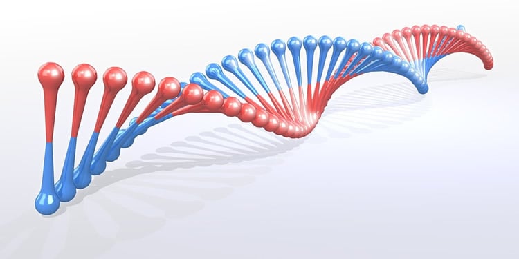 A DNA strand