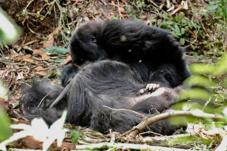 This shows a young gorilla grooming a close social member who has recently died