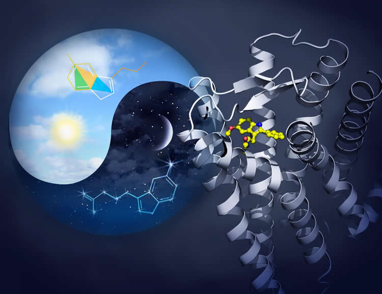 This shows a model of the melotonin receptors