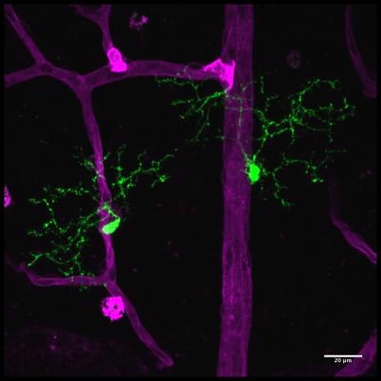 retinal neurons are shown