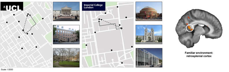 This shows the retrosplenial cortex's location in the brain and maps between UCL and Imperial College London.